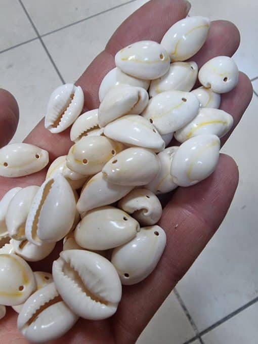 Çift Delikli Deniz Kabuğu Bileklik Malzemesi