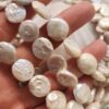 14 Mm Mayorka Tatli Su İncisi