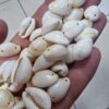 Cift Delikli Deniz Kabugu Bileklik Malzemesi