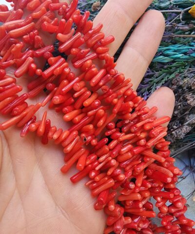 Dis Mercan Cesitleri 507