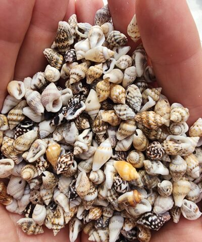 Doğal Deniz Kabuğu