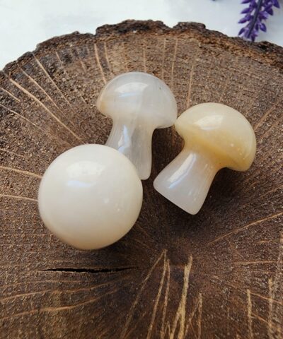 Mantar Bal Akik Tasi 2