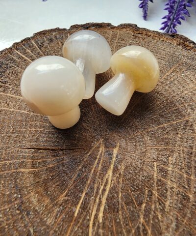 Mantar Bal Akik Tasi