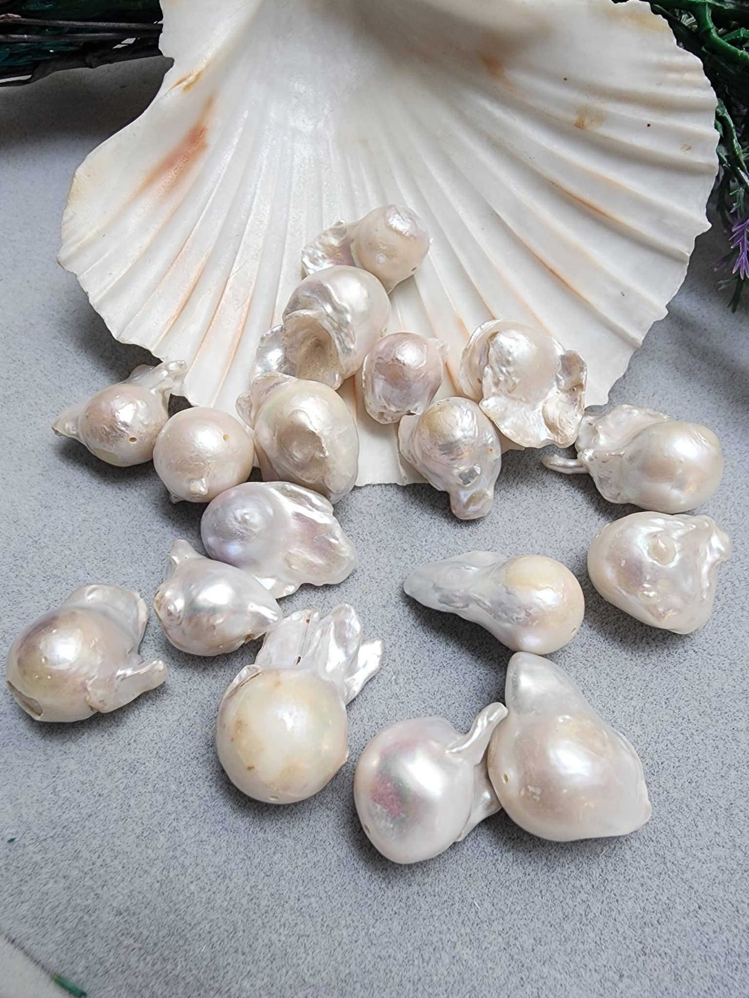 Premium Adet Sakiz İncisi