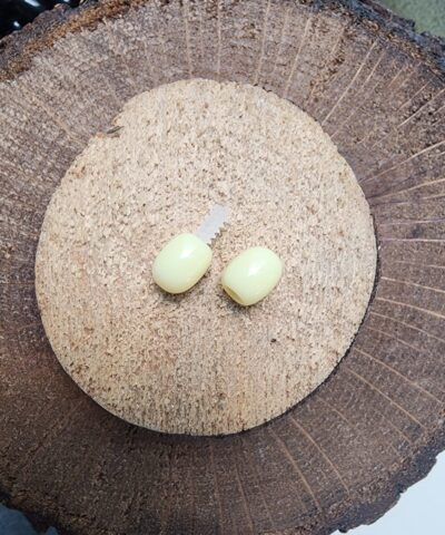 Vidali Kapama Klipsi Naturel 501