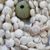 Yuvarlak Beyaz Turkuaz Dogal Tas 16 Mm