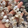 12 MM Damla Mayorka Doğal İnci
