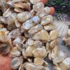 20-30 MM Yaprak Şekilli Doğal Barok İncisi
