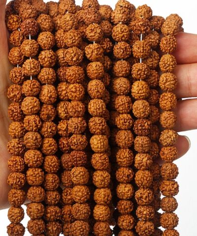 Rudraksha Tohumu