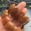 25 MM Kahve Yıldız Doğal Taş Bileklik