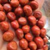 13 MM Premium Kök Mercan Taşı