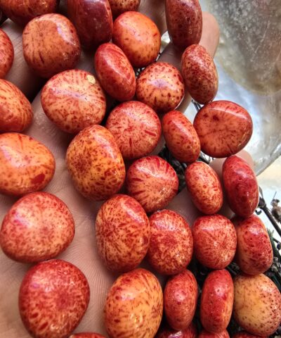 15 MM Premium Kök Mercan Taşı