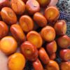 20x10 MM Oval Mercan Taşı - Görsel 2