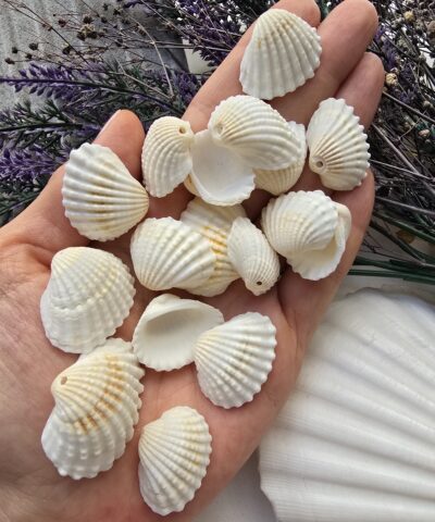 2-3 CM Beyaz Gerçek Deniz Kabuğu