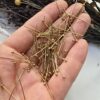 30 MM Top Başlı Altın Renkli Çelik Takı Civisi - Görsel 4